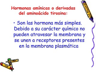 Hormonas amínicas o derivadas del aminoácido tirosina: Son las hormona más simples. Debido a su carácter químico no pueden atravesar la membrana y se unen a receptores presentes en la membrana plasmática  