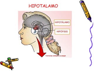 HIPOTALAMO 