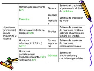Estimula el funcionamiento y crecimiento gonadales Gónadas Hormonas gonadotrópicas (foliculoestimulante,  FSH ; luteinizante,  LH ) Estimula la secreción de hormonas corticosuprarrenales Corteza suprarrenal Hormona adrenocorticotrópica ( ACTH ) Estimula la secreción de hormonas tiroideas; estimula el aumento de tamaño del tiroides. Tiroides Hormona estimulante del tiroides ( TSH ) Estimula la producción de leche Glándulas mamarias Prolactina Estimula el crecimiento al promover la síntesis de  proteínas General Hormona del crecimiento ( GH ) Hipotálamo ( producción )  Lóbulo anterior de la hipófisis 