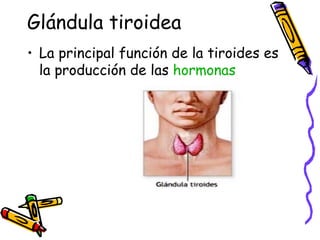 Glándula tiroidea La principal función de la tiroides es la producción de las  hormonas 