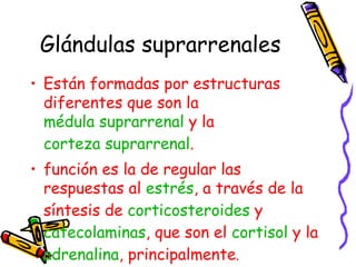 Glándulas suprarrenales Están formadas por estructuras diferentes que son la  médula suprarrenal  y la  corteza suprarrenal . función es la de regular las respuestas al  estrés , a través de la síntesis de  corticosteroides  y  catecolaminas , que son el  cortisol  y la  adrenalina , principalmente .  