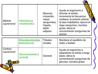 Ayuda al organismo a adapatarse al estrés a largo plazo; eleva la concentración sanguínea de glucosa; moviliza grasa General Glucocorticoides  ( cortisol ) Mantiene el equilibrio de sodio y fosfato Túbulos renales Mineralocorticoides  ( aldosterona ) Corteza suprarrenal Ayuda al organismo a afrontar el estrés; incrementa la frecuencia cardiaca, la presión arterial, la tasa metabólica; desvía el riego sanguíneo; moviliza grasa; eleva la concentración sanguínea de azúcar. Músculo, miocardio, vasos sanguíneos, hígado, tejido adiposo Adrenalina  y  noradrenalina Médula suprarrenal 