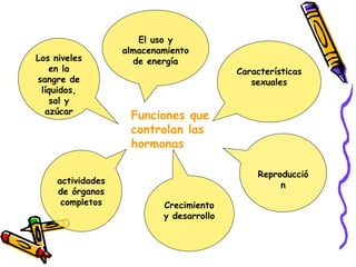 Los niveles en la sangre de líquidos, sal y azúcar Características sexuales El uso y almacenamiento de energía Funciones que controlan las hormonas Reproducción Crecimiento y desarrollo actividades de órganos completos 