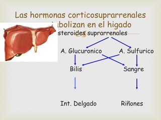 Las hormonas corticosuprarrenales
    se metabolizan en el higado
                
         Esteroides suprarrenales

           A. Glucuronico     A. Sulfurico

              Bilis            Sangre




           Int. Delgado       Riñones
 