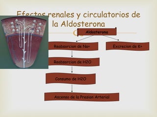 Efectos renales y circulatorios de
         la Aldosterona
                          Aldosterona


          Reabsorcion de Na+               Excrecion de K+



          Reabsorcion de H2O



          Consumo de H2O



          Ascenso de la Presion Arterial
 