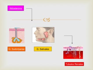 Aldosterona




                       



G. Sudoríparas   G. Salivales




                                Tubulos Renales
 