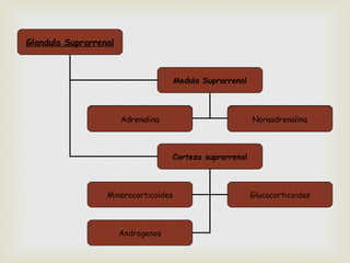 Glandula Suprarrenal



                                      Medula Suprarrenal



                       Adrenalina
                        Adrenalina                         Noraadrenalina
                                                             Noraadrenalina




                                     Corteza suprarrenal



                  Minerocorticoides                        Glucocorticoides



                       Androgenos
 