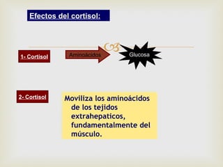 Efectos del cortisol:




1- Cortisol    Aminoácidos
                                Glucosa




2- Cortisol   Moviliza los aminoácidos
               de los tejidos
               extrahepaticos,
               fundamentalmente del
               músculo.
 