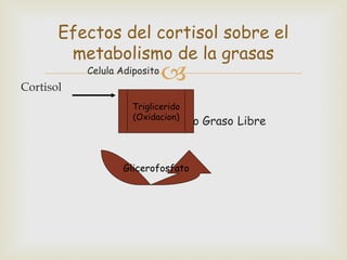 Efectos del cortisol sobre el
        metabolismo de la grasas
Cortisol
           Celula Adiposito
                              
                        =
                     Triglicerido
                     (Oxidacion)
                              Acido Graso Libre



                  Glicerofosfato
 