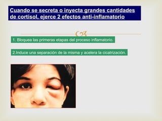 Cuando se secreta o inyecta grandes cantidades
de cortisol, ejerce 2 efectos anti-inflamatorio


                                   
1. Bloquea las primeras etapas del proceso inflamatorio.


 2.Induce una separación de la misma y acelera la cicatrización.
 