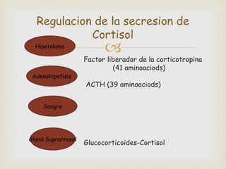 Regulacion de la secresion de
            Cortisol
  Hipotalamo
                          
                    Factor liberador de la corticotropina
                             (41 aminoaciods)
 Adenohipofisis
                    ACTH (39 aminoaciods)


     Sangre




Gland Suprarrenal
                    Glucocorticoides-Cortisol
 