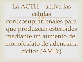 La ACTH activa las
           células
             
corticosuprarrenales para
que produzcan esteroides
mediante un aumento del
monofosfato de adenosina
      cíclico (AMPc)
 