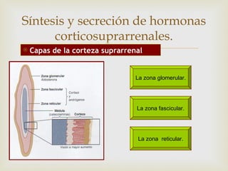Síntesis y secreción de hormonas
      corticosuprarrenales.
                       
    Capas de la corteza suprarrenal


                                 La zona glomerular.




                                 La zona fascicular.




                                 La zona reticular.
 