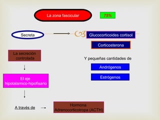 La zona fascicular              75%



         Secreta                                 Glucocorticoides cortisol

                                                      Corticosterona

    La secreción
     controlada                                 Y pequeñas cantidades de

                                                       Andrógenos

        El eje                                          Estrógenos
hipotalamico-hipofisario




                                      Hormona
     A través de
                               Adrenocorticotropa (ACTH)
 