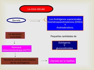 La zona reticular



        Secreta                           Los Andrógenos suprarrenales:
                                          Deshidroepiandrosterona (DHEA)
                                                        Y
                                                  Androstendiona.

     La secreción
      controlada                            Pequeñas cantidades de

                                                    Estrógenos
                                                         Y
       Hormona                                   glucocorticoides.
Adrenocorticotropa (ACTH)



 Hormona cortical estimuladora             Liberada por la hipófisis
      de los andrógenos
 