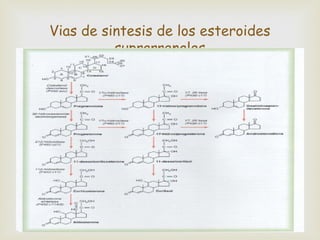 Vias de sintesis de los esteroides
          suprarrenales
               
 