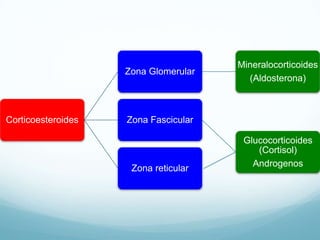 Corticoesteroides
Zona Glomerular
Mineralocorticoides
(Aldosterona)
Zona Fascicular
Glucocorticoides
(Cortisol)
Androgenos
Zona reticular
 