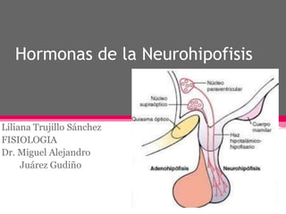 Hormonas de la Neurohipofisis
Liliana Trujillo Sánchez
FISIOLOGIA
Dr. Miguel Alejandro
Juárez Gudiño
 