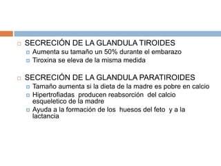   SECRECIÓN DE LA GLANDULA TIROIDES
       Aumenta su tamaño un 50% durante el embarazo
       Tiroxina se eleva de la misma medida

   SECRECIÓN DE LA GLANDULA PARATIROIDES
       Tamaño aumenta si la dieta de la madre es pobre en calcio
       Hipertrofiadas producen reabsorción del calcio
        esqueletico de la madre
       Ayuda a la formación de los huesos del feto y a la
        lactancia
 