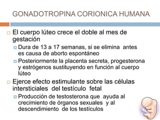 GONADOTROPINA CORIONICA HUMANA

   El cuerpo lúteo crece el doble al mes de
    gestación
     Dura  de 13 a 17 semanas, si se elimina antes
      es causa de aborto espontáneo
     Posteriormente la placenta secreta, progesterona
      y estrógenos sustituyendo en función al cuerpo
      lúteo
   Ejerce efecto estimulante sobre las células
    intersticiales del testículo fetal
     Producción de testosterona que ayuda al
     crecimiento de órganos sexuales y al
     descendimiento de los testículos
 