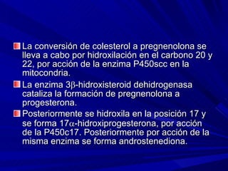 La conversión de colesterol a pregnenolona se lleva a cabo por hidroxilación en el carbono 20 y 22, por acción de la enzima P450scc en la mitocondria. La enzima 3  -hidroxisteroid dehidrogenasa cataliza la formación de pregnenolona a progesterona. Posteriormente se hidroxila en la posición 17 y se forma 17  -hidroxiprogesterona, por acción de la P450c17. Posteriormente por acción de la misma enzima se forma androstenediona. 