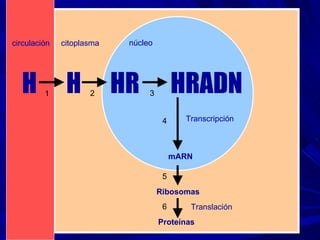 H H HR HRADN circulación citoplasma núcleo Transcripción mARN Ribosomas Proteínas Translación 1 2 3 4 5 6 