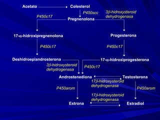 Colesterol Pregnenolona 17-  -hidroxipregnenolona Deshidroepiandrosterona Progesterona 17-  -hidroxiprogesterona Androstenediona Testosterona Estradiol Estrona Acetato P450scc P450c17 3  -hidroxysteroid  dehydrogenasa P450c17 P450c17 P450c17 3  -hidroxysteroid  dehydrogenasa P450arom P450arom 17  -hidroxysteroid  dehydrogenasa 17  -hidroxysteroid  dehydrogenasa 