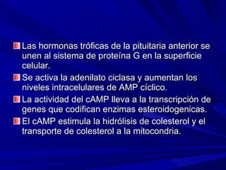 Las hormonas tróficas de la pituitaria anterior se unen al sistema de proteína G en la superficie celular. Se activa la adenilato ciclasa y aumentan los niveles intracelulares de AMP cíclico. La actividad del cAMP lleva a la transcripción de genes que codifican enzimas esteroidogenicas.  El cAMP estimula la hidrólisis de colesterol y el transporte de colesterol a la mitocondria. 