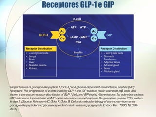 Receptores GLP-1 e GIP
            .




Target tissues of glucagon-like peptide 1 (GLP-1) and glucose-dependent insulinotropic peptide (GIP)
receptors: The progression of events involving GLP-1 and GIP leads to insulin secretion in β cells. Also
shown is the tissue-receptor distribution of GLP-1 (left) and GIP (right). Abbreviations: Ac, adenylate cyclase;
ATP, adenosine triphosphate; cAMP, cyclic adenosine monophosphate; Gc, guanylate cyclase; PKA, protein
kinase A. (Source: Fehmann HC, Goke R, Goke B. Cell and molecular biology of the incretin hormones
glucagon-like peptide-I and glucose-dependent insulin releasing polypeptide. Endocr Rev. 1995;16:390-
410.)
 
