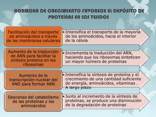 HORMONA DE CRECIMIENTO FAVORECE EL DEPÓSITO DE
PROTEÍNAS EN LOS TEJIDOS
 