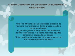 EFECTO CETÓGENO DE UN EXCESO DE HORMONA DE
CRECIMIENTO
Bajo la influencia de una cantidad excesiva de
hormona la movilización de las grasas resulta a
veces tan elevada
Que el hígado forma grandes cantidades de
ácidos acetoacético y lo libera hacia los líquidos
corporales, causando así cetosis
Esta movilización excesiva de grasa provoca con
frecuencia esteatosis hepática
 