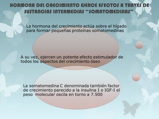 HORMONA DEL CRECIMIENTO EJERCE EFECTOS A TRAVÉS DE
SUSTANCIAS INTERMEDIAS “SOMATOMEDINAS”
 