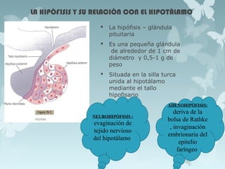 LA HIPÒFISIS Y SU RELACIÒN CON EL HIPOTÀLAMO
 La hipófisis – glándula
pituitaria
 Es una pequeña glándula
de alrededor de 1 cm de
diámetro y 0,5-1 g de
peso
 Situada en la silla turca
unida al hipotálamo
mediante el tallo
hipofisario
NEUROHIPÒFISIS :
evaginación de
tejido nervioso
del hipotálamo
ADENOHIPÒFISIS:
deriva de la
bolsa de Rathke
, invaginación
embrionaria del
epitelio
faríngeo
 