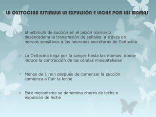 LA OXITOCINA ESTIMULA LA EXPULSIÓN E LECHE POR LAS MAMAS
o El estímulo de succión en el pezón mamario
desencadena la transmisión de señales a través de
nervios sensitivos a las neuronas secretoras de Oxitocina
o La Oxitocina llega por la sangre hasta las mamas donde
induce la contracción de las células mioepiteliales
o Menos de 1 min después de comenzar la succión
comienza a fluir la leche
o Este mecanismo se denomina chorro de leche o
expulsión de leche
 