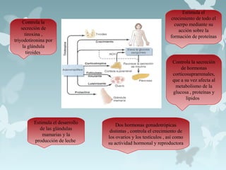 Controla la
secreción de
tiroxina ,
triyodotironina por
la glándula
tiroides
Estimula el
crecimiento de todo el
cuerpo mediante su
acción sobre la
formación de proteínas
Controla la secreción
de hormonas
corticosuprarrenales,
que a su vez afecta al
metabolismo de la
glucosa , proteínas y
lípidos
Estimula el desarrollo
de las glándulas
mamarias y la
producción de leche
Dos hormonas gonadotrópicas
distintas , controla el crecimiento de
los ovarios y los testículos , así como
su actividad hormonal y reproductora
 