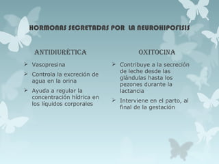 HORMONAS SECRETADAS POR LA NEUROHIPOFISIS
antidiurética
 Vasopresina
 Controla la excreción de
agua en la orina
 Ayuda a regular la
concentración hídrica en
los líquidos corporales
oxitocina
 Contribuye a la secreción
de leche desde las
glándulas hasta los
pezones durante la
lactancia
 Interviene en el parto, al
final de la gestación
 