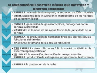 LA ADENOHIPÓFISIS CONTIENE CÉLULAS QUE SINTETIZAN Y
SECRETAN HORMONAS
 