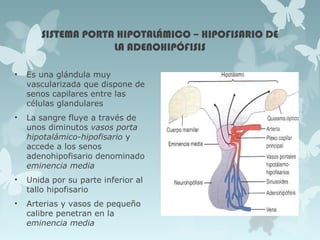 SISTEMA PORTA HIPOTALÁMICO – HIPOFISARIO DE
LA ADENOHIPÓFISIS
• Es una glándula muy
vascularizada que dispone de
senos capilares entre las
células glandulares
• La sangre fluye a través de
unos diminutos vasos porta
hipotalámico-hipofisario y
accede a los senos
adenohipofisario denominado
eminencia media
• Unida por su parte inferior al
tallo hipofisario
• Arterias y vasos de pequeño
calibre penetran en la
eminencia media
 