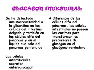 Se ha detectado
inmunorreactividad a
la glicentina en las
células del intestino
delgado y también en
las células alfa del
páncreas y en el
liquido que sale del
páncreas perfundido
Las células
intersticiales
secretan
enteroglucagon
A diferencia de las
células alfa del
páncreas, las células
intestinales no poseen
las enzimas para
transformar los
precursores de
glucagon en el
glucógeno verdadero
 