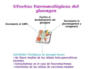 Incrementa el AMPc
Facilita el
desdoblamiento del
glucógeno
Incrementa la
gluconeogenesis y
cetogenesis
Cantidades fisiológicas de glucagon hacen:
Se libere insulina de las células beta pancreáticas
normales
Catecolaminas en el caso de feocromocitomas
Calcitonina de las células de carcinoma medular
 