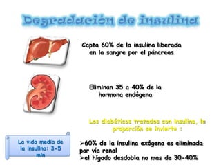 Capta 60% de la insulina liberada
en la sangre por el páncreas
Eliminan 35 a 40% de la
hormona endógena
Los diabéticos tratados con insulina, la
proporción se invierte :
60% de la insulina exógena es eliminada
por vía renal
el hígado desdobla no mas de 30-40%
La vida media de
la insulina: 3-5
min
 