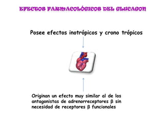 Originan un efecto muy similar al de los
antagonistas de adrenorreceptores β sin
necesidad de receptores β funcionales
Posee efectos inotrópicos y crono trópicos
 