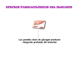Las grandes dosis de glucagon producen
relajación profunda del intestino
 