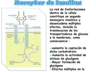 La red de fosforilaciones
dentro de la célula
constituye un segundo
mensajero insulinico y
desencadena múltiples
efectos, incluida la
translocacion de los
transportadores de glucosa
a la membrana, como
consecuencia :
aumenta la captación de
dicho carbohidrato
Aumenta la actividad de
sintasa de glucógeno
Mayor formación de
glucógeno
Efectos múltiples en la
 