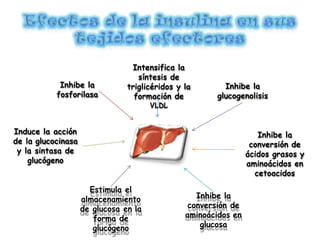 Inhibe la
glucogenolisis
Inhibe la
conversión de
ácidos grasos y
aminoácidos en
cetoacidos
Inhibe la
conversión de
aminoácidos en
glucosa
Induce la acción
de la glucocinasa
y la sintasa de
glucógeno
Estimula el
almacenamiento
de glucosa en la
forma de
glucógeno
Inhibe la
fosforilasa
Intensifica la
síntesis de
triglicéridos y la
formación de
VLDL
 