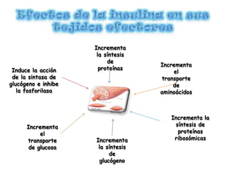 Incrementa
la síntesis
de
proteínas
Incrementa
el
transporte
de
aminoácidos
Incrementa la
síntesis de
proteínas
ribosómicas
Incrementa
la síntesis
de
glucógeno
Incrementa
el
transporte
de glucosa
Induce la acción
de la sintasa de
glucógeno e inhibe
la fosforilasa
 