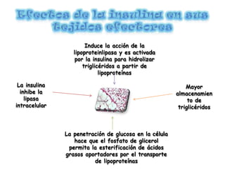 Mayor
almacenamien
to de
triglicéridos
Induce la acción de la
lipoproteinlipasa y es activada
por la insulina para hidrolizar
triglicéridos a partir de
lipoproteínas
La penetración de glucosa en la célula
hace que el fosfato de glicerol
permita la esterificación de ácidos
grasos aportadores por el transporte
de lipoproteínas
La insulina
inhibe la
lipasa
intracelular
 