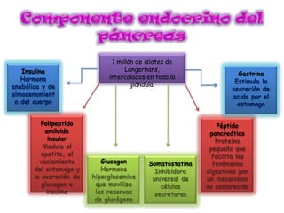 1 millón de islotes de
Langerhans,
intercalados en toda la
glándula.
Insulina
Hormona
anabólica y de
almacenamient
o del cuerpo
Polipeptido
amiloide
insular
Modula el
apetito, el
vaciamiento
del estomago y
la secreción de
glucagon e
insulina
Glucagon
Hormona
hiperglucemica
que moviliza
las reservas
de glucógeno
Somatostatina
Inhibidora
universal de
células
secretoras
Péptido
pancreático
Proteína
pequeña que
facilita los
fenómenos
digestivos por
un mecanismo
no esclarecido
Gastrina
Estimula la
secreción de
acido por el
estomago
 