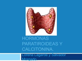 HORMONAS 
PARATIROIDEAS Y 
CALCITONINA. 
Lorena Lagarde y Salvador 
Morgado. 
 