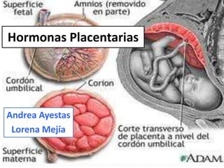 Hormonas Placentarias
Andrea Ayestas
Lorena Mejía
 